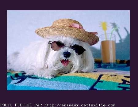 rigolo ce chien